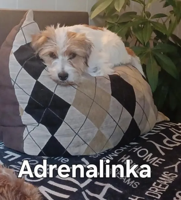 Zaginął pies, Radzyń Podlaski, 12 sierpnia 2025 (1/3)