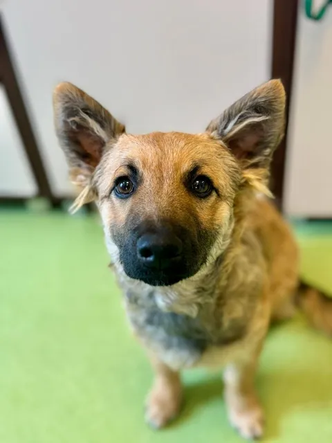 Pies do adopcji, Piła, 25 lipca 2025 (1/5)