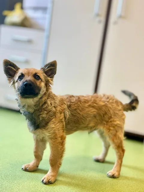 Pies do adopcji, Piła, 25 lipca 2025 (3/5)