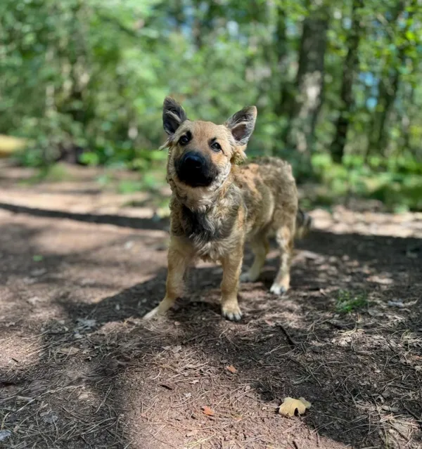 Pies do adopcji, Piła, 25 lipca 2025 (4/5)