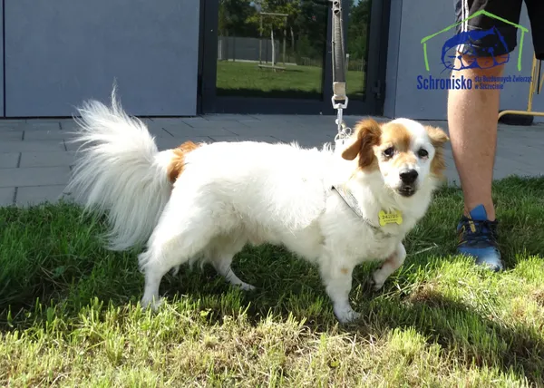 Pies do adopcji, Szczecin, 12 sierpnia 2025 (3/3)