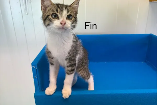 Kot do adopcji, Henrykowo, 21 czerwca 2025 (1/3)