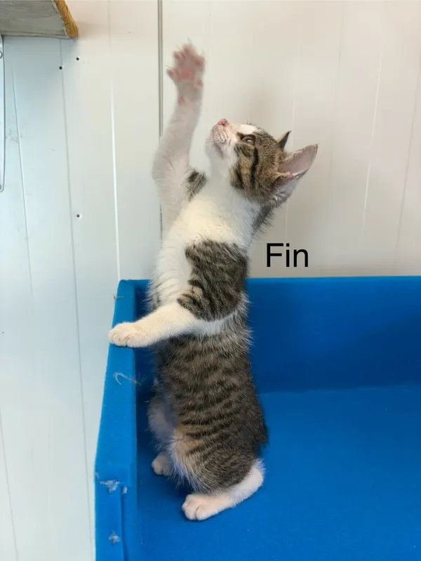 Kot do adopcji, Henrykowo, 21 czerwca 2025 (2/3)