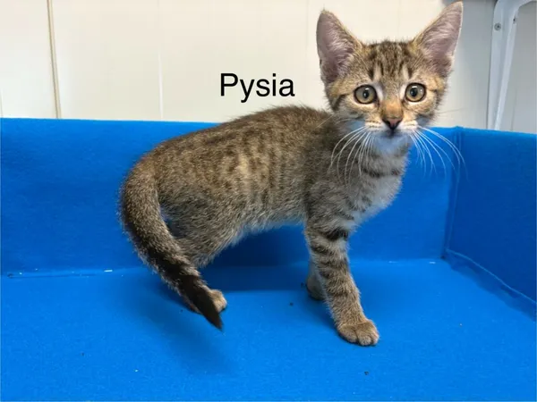 Kot do adopcji, Henrykowo, 20 czerwca 2025 (2/2)