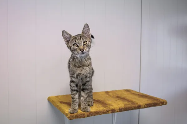 Kot do adopcji, Henrykowo, 20 czerwca 2025 (1/2)