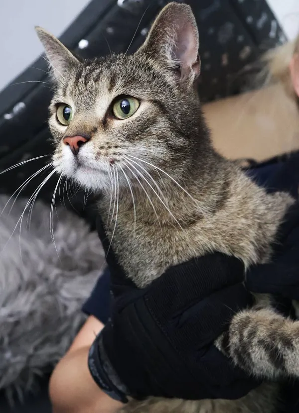 Znaleziono kota, Łódź, 12 sierpnia 2025 (1/4)