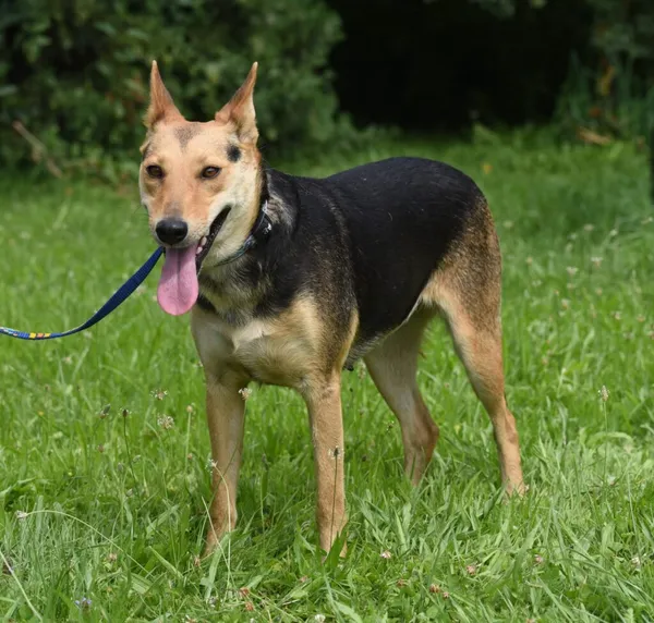 Pies do adopcji, Ropczyce, 12 sierpnia 2025