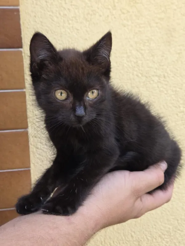 Kot do adopcji, Jelenia Góra, 24 lipca 2025 (1/4)