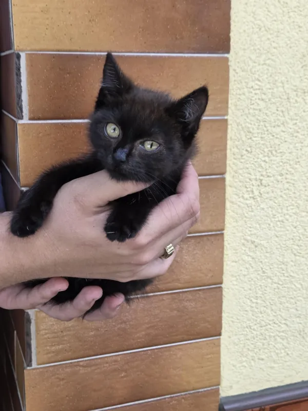 Kot do adopcji, Jelenia Góra, 24 lipca 2025 (2/4)