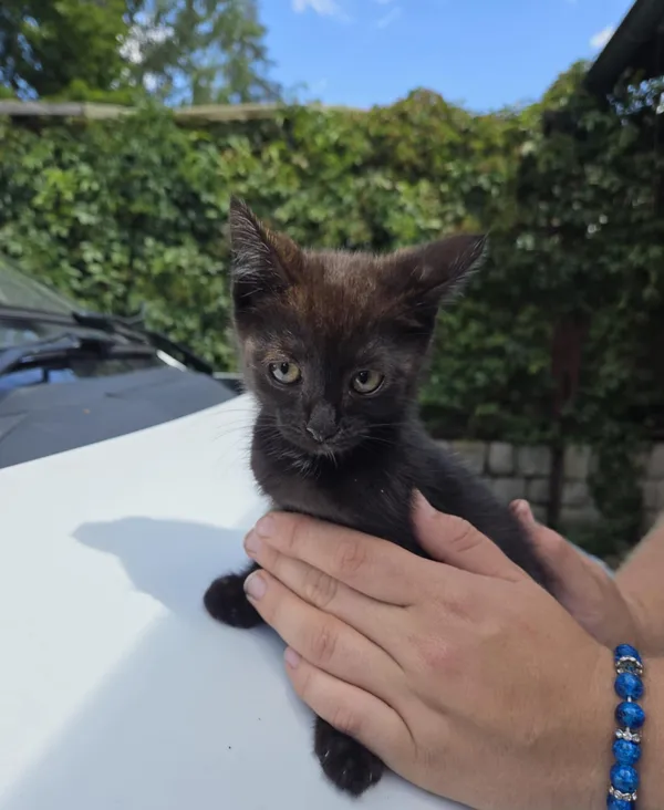 Kot do adopcji, Jelenia Góra, 24 lipca 2025 (4/4)