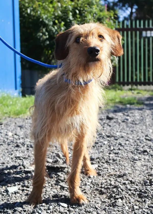 Znaleziono psa, Łódź, 11 sierpnia 2025 (1/4)