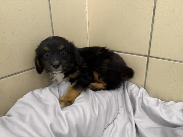 Pies do adopcji, Kraków, 8 sierpnia 2025