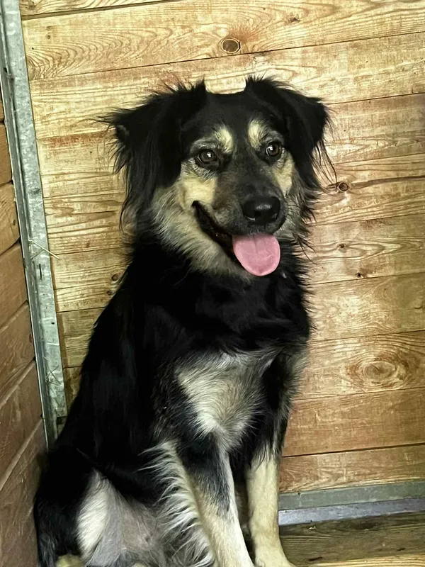 Pies do adopcji, Orzechowce, 12 sierpnia 2025 (2/5)