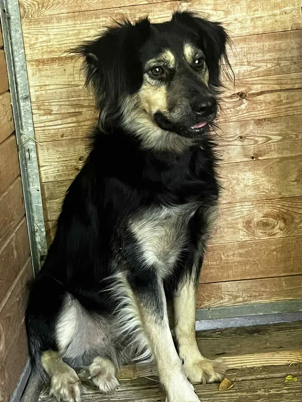 Pies do adopcji, Orzechowce, 12 sierpnia 2025 (3/5)