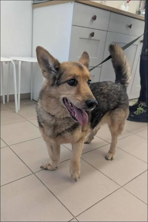 Znaleziono psa, Grudziądz, 12 sierpnia 2025