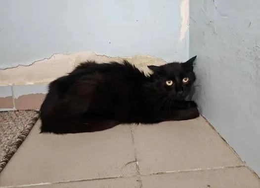 Znaleziono kota, Grudziądz, 12 sierpnia 2025