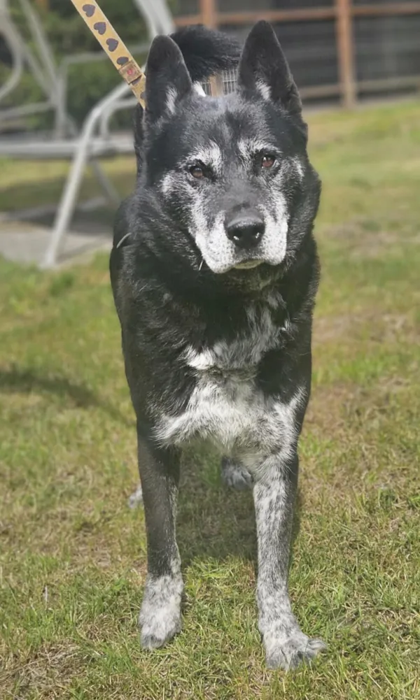 Pies do adopcji, Zgierz, 13 sierpnia 2025 (3/5)