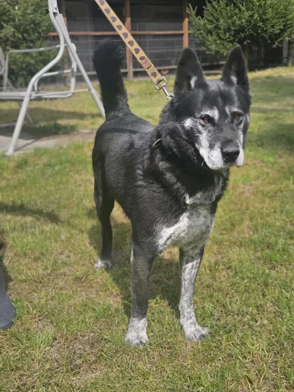 Pies do adopcji, Zgierz, 13 sierpnia 2025 (5/5)