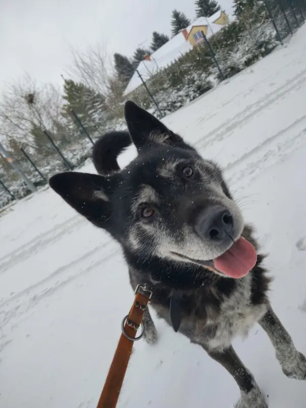 Pies do adopcji, Zgierz, 13 sierpnia 2025 (4/5)