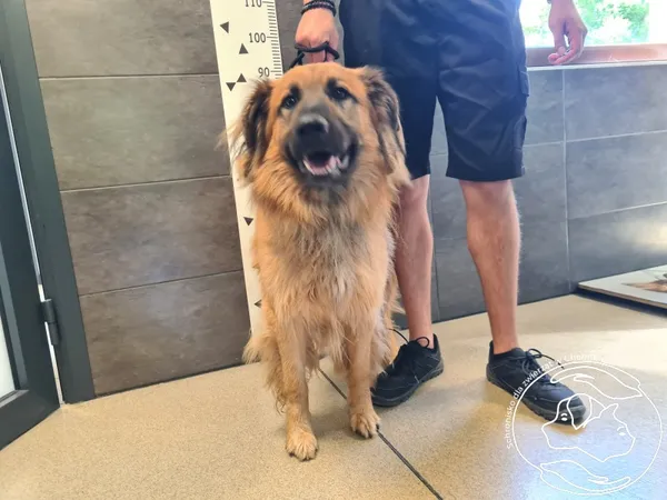 Znaleziono psa, Chełmek, 12 sierpnia 2025