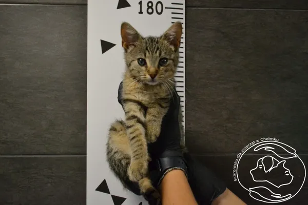 Znaleziono kota, Chełmek, 11 sierpnia 2025