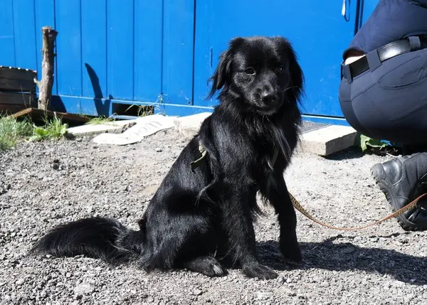 Znaleziono psa, Łódź, 13 sierpnia 2025 (2/2)