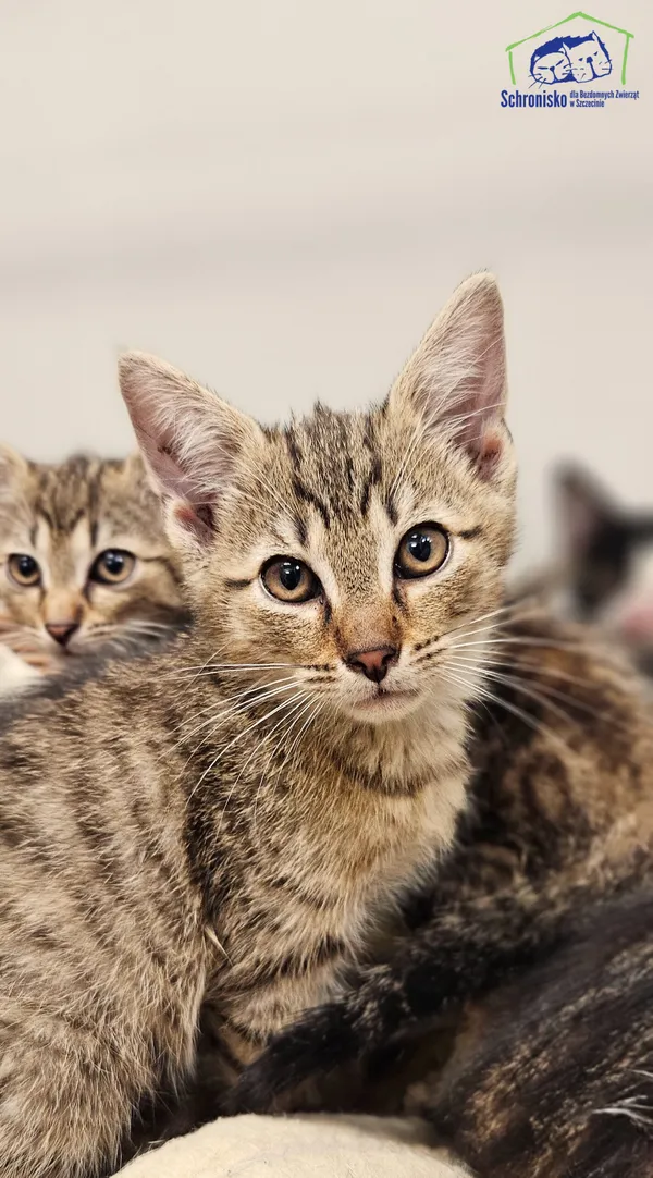 Kot do adopcji, Szczecin, 12 sierpnia 2025 (1/2)