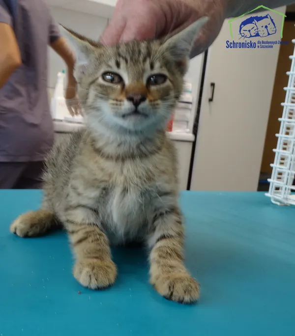 Kot do adopcji, Szczecin, 12 sierpnia 2025 (2/2)