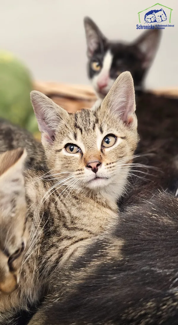 Kot do adopcji, Szczecin, 12 sierpnia 2025 (1/2)