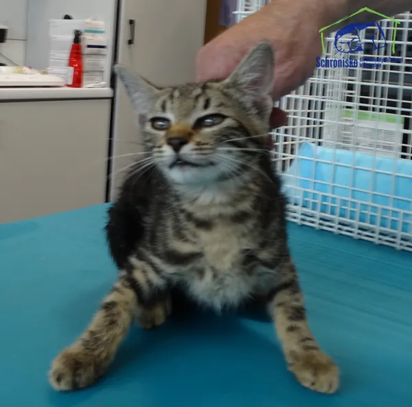 Kot do adopcji, Szczecin, 12 sierpnia 2025 (2/2)