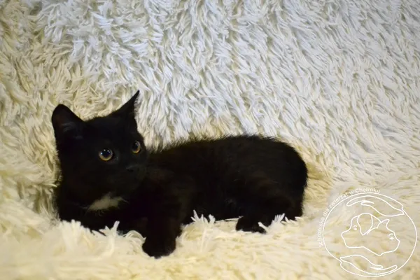 Kot do adopcji, Chełmek, 13 sierpnia 2025