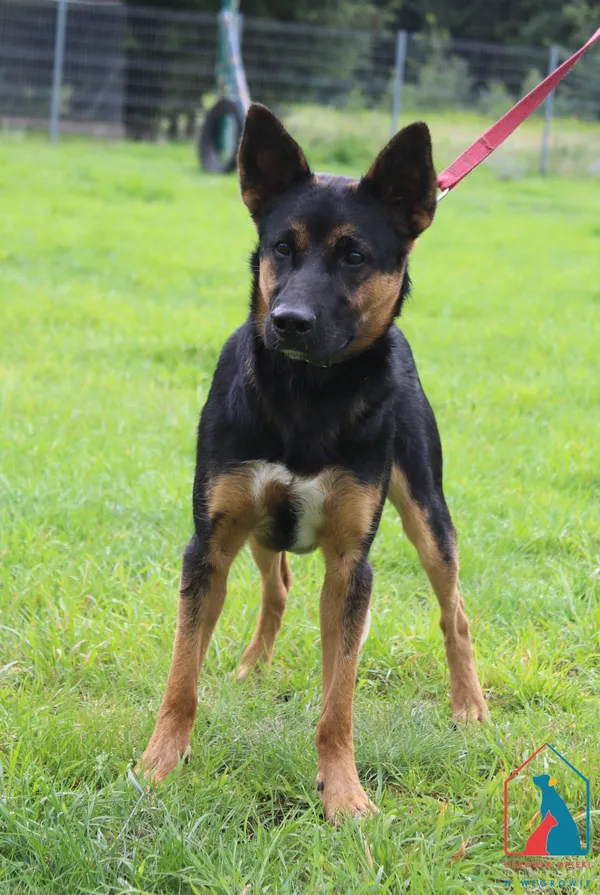 Pies do adopcji, Grudziądz, 1 sierpnia 2025