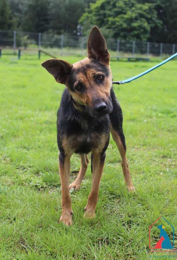 Pies do adopcji, Grudziądz, 1 sierpnia 2025