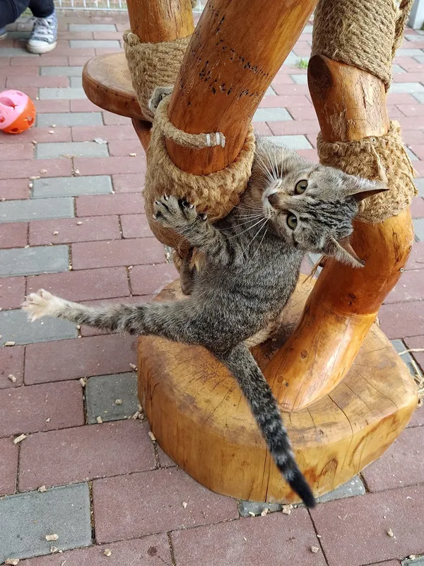 Kot do adopcji, Włocławek, 13 sierpnia 2025 (4/5)