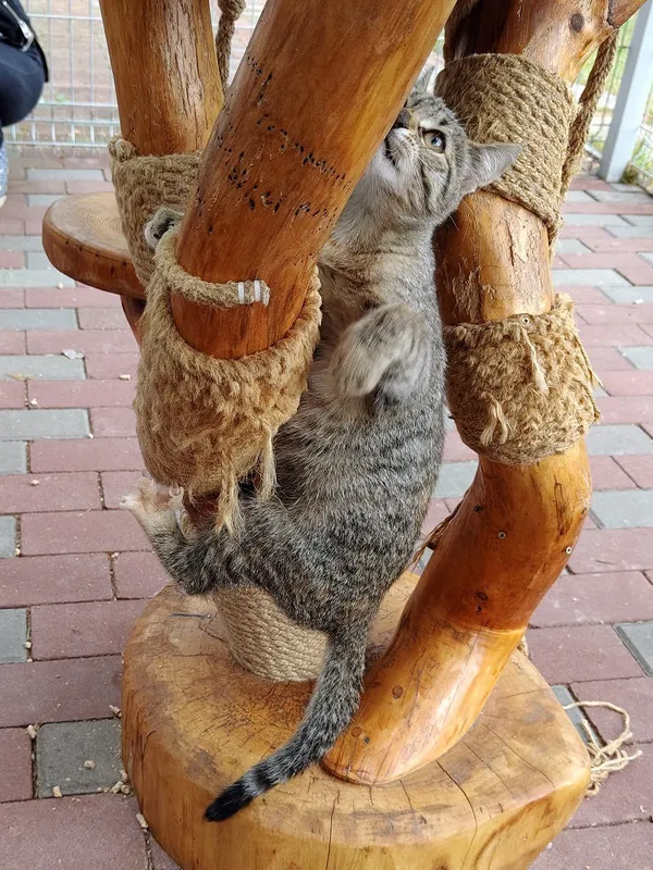 Kot do adopcji, Włocławek, 13 sierpnia 2025 (5/5)