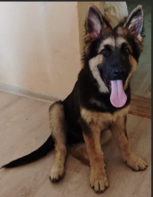 Zaginął pies, Tanowo, 13 sierpnia 2025 (1/2)