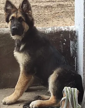 Zaginął pies, Tanowo, 13 sierpnia 2025 (2/2)