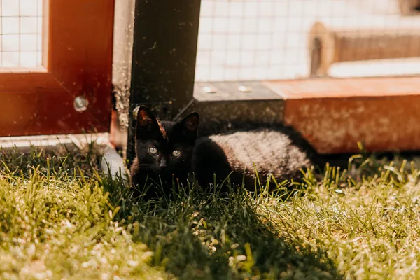 Kot do adopcji, Czartki, 12 sierpnia 2025 (3/5)