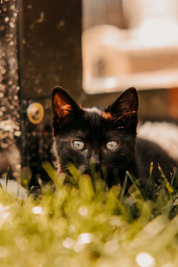 Kot do adopcji, Czartki, 12 sierpnia 2025 (4/5)