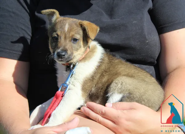 Pies do adopcji, Grudziądz, 29 lipca 2025