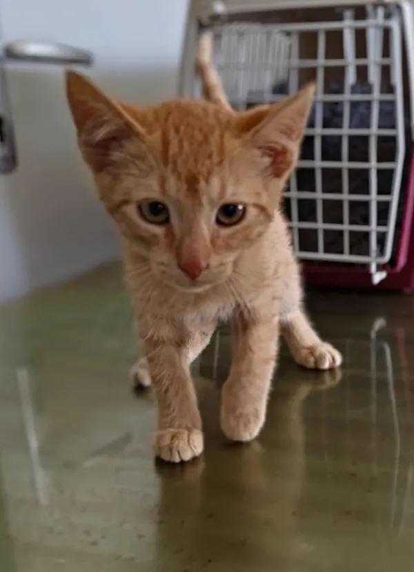 Znaleziono kota, Lublin, 12 sierpnia 2025