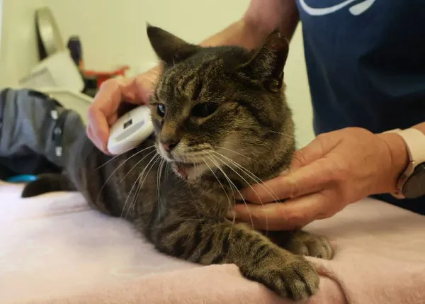 Znaleziono kota, Łódź, 13 sierpnia 2025 (1/2)