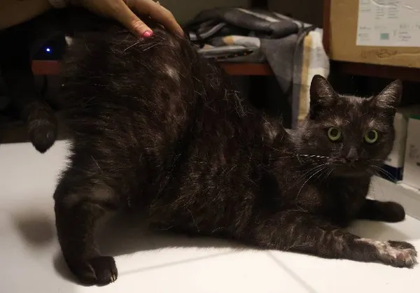 Znaleziono kota, Łódź, 13 sierpnia 2025 (1/2)