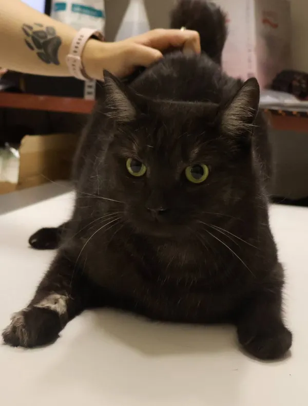 Znaleziono kota, Łódź, 13 sierpnia 2025 (2/2)