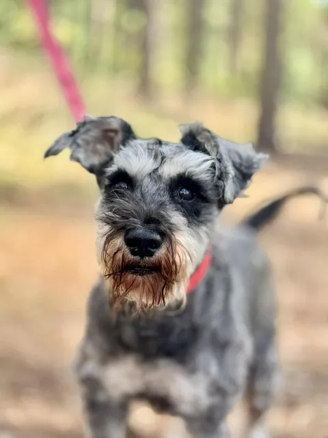 Pies do adopcji, Piła, 23 lipca 2025 (3/5)