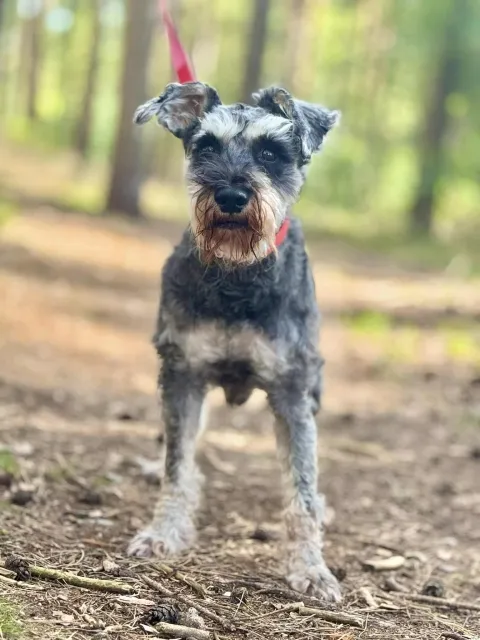 Pies do adopcji, Piła, 23 lipca 2025 (4/5)