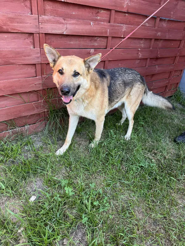 Znaleziono psa, Czartki, 13 sierpnia 2025