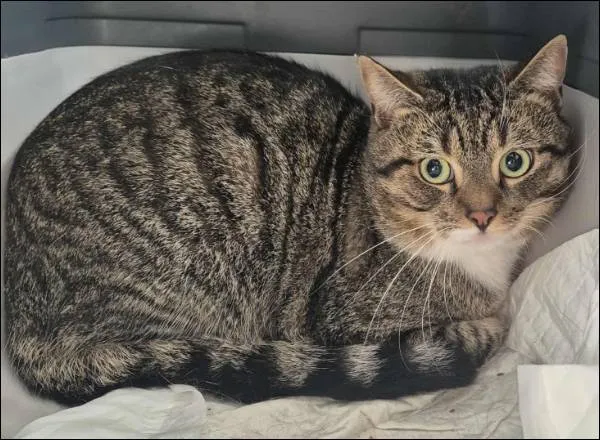 Znaleziono kota, Grudziądz, 13 sierpnia 2025