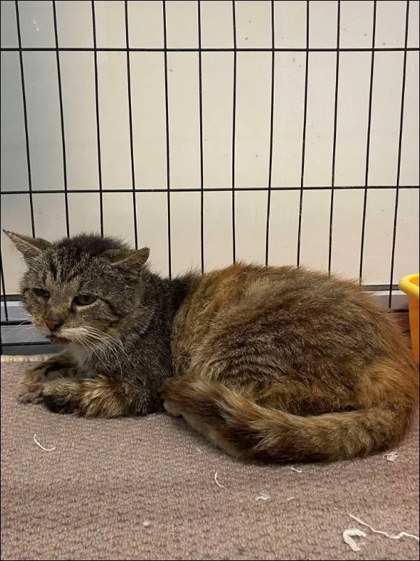 Znaleziono kota, Grudziądz, 13 sierpnia 2025