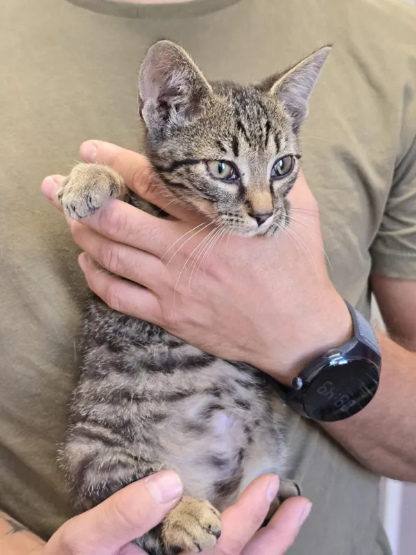 Kot do adopcji, Ropczyce, 13 sierpnia 2025